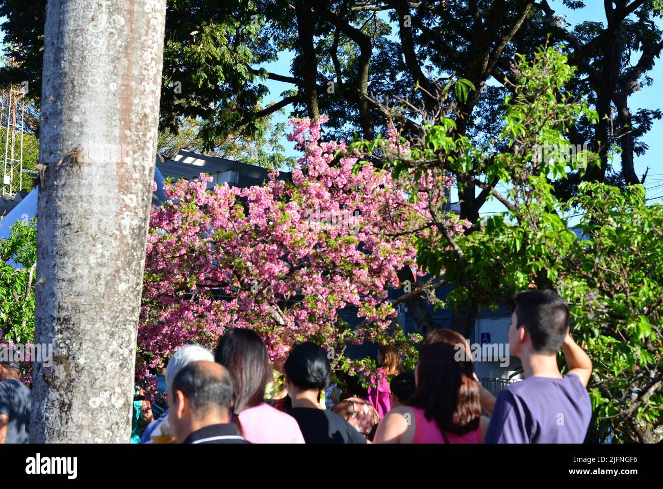 Touristes contemplant un cerisier lors d'un festival de cerisiers en fleurs au Brésil Banque D'Images