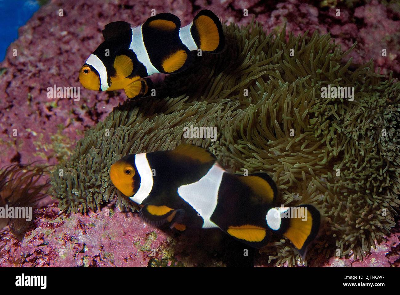 Une paire de poissons-clowfish de Percula, Amphiprion percula. Banque D'Images