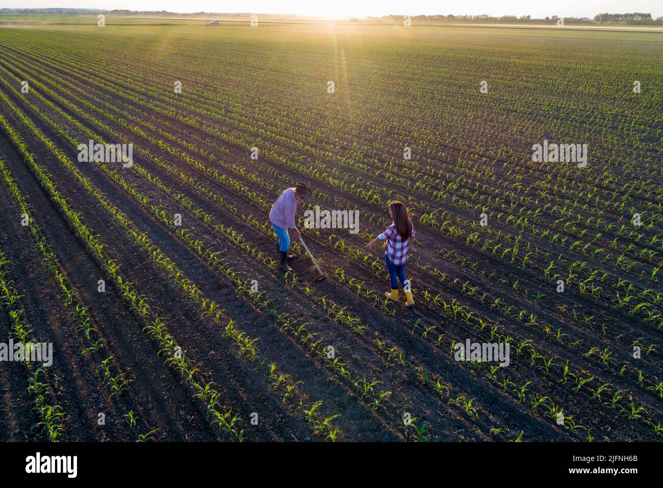 Image aérienne de l'agriculteur senior qui hale dans le champ de maïs et femme d'affaires qui supervise , tirer à partir de drone Banque D'Images