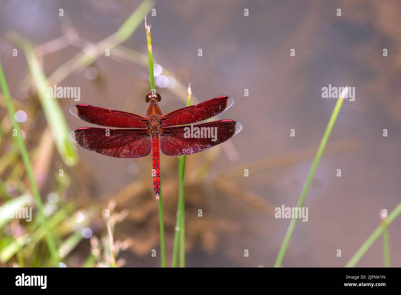 La libellule Neurothemis ramburii de la forêt de Deramakot, Sabah, Bornéo Banque D'Images