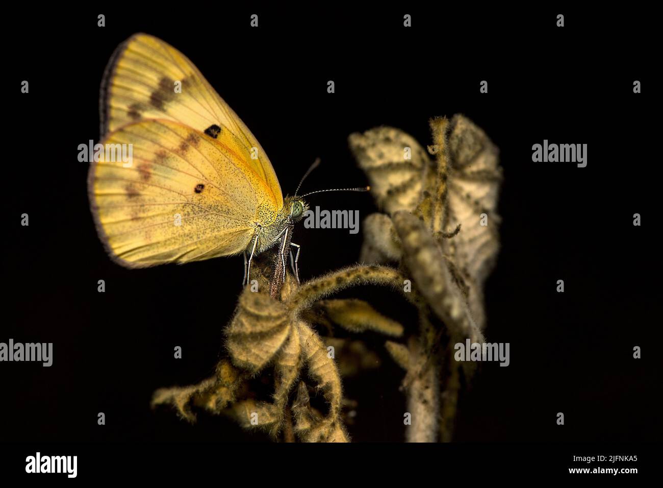 Catopsilia sp. (?), photo de Berenty, sud de Madagascar. Banque D'Images