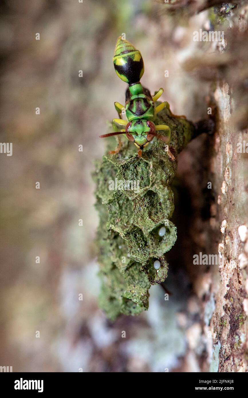 Belle guêpe (Ropalidia sp.) sur elle est ruche avec des oeufs et des larves visibles. Photo d'Andasibe, Madagascar. Banque D'Images