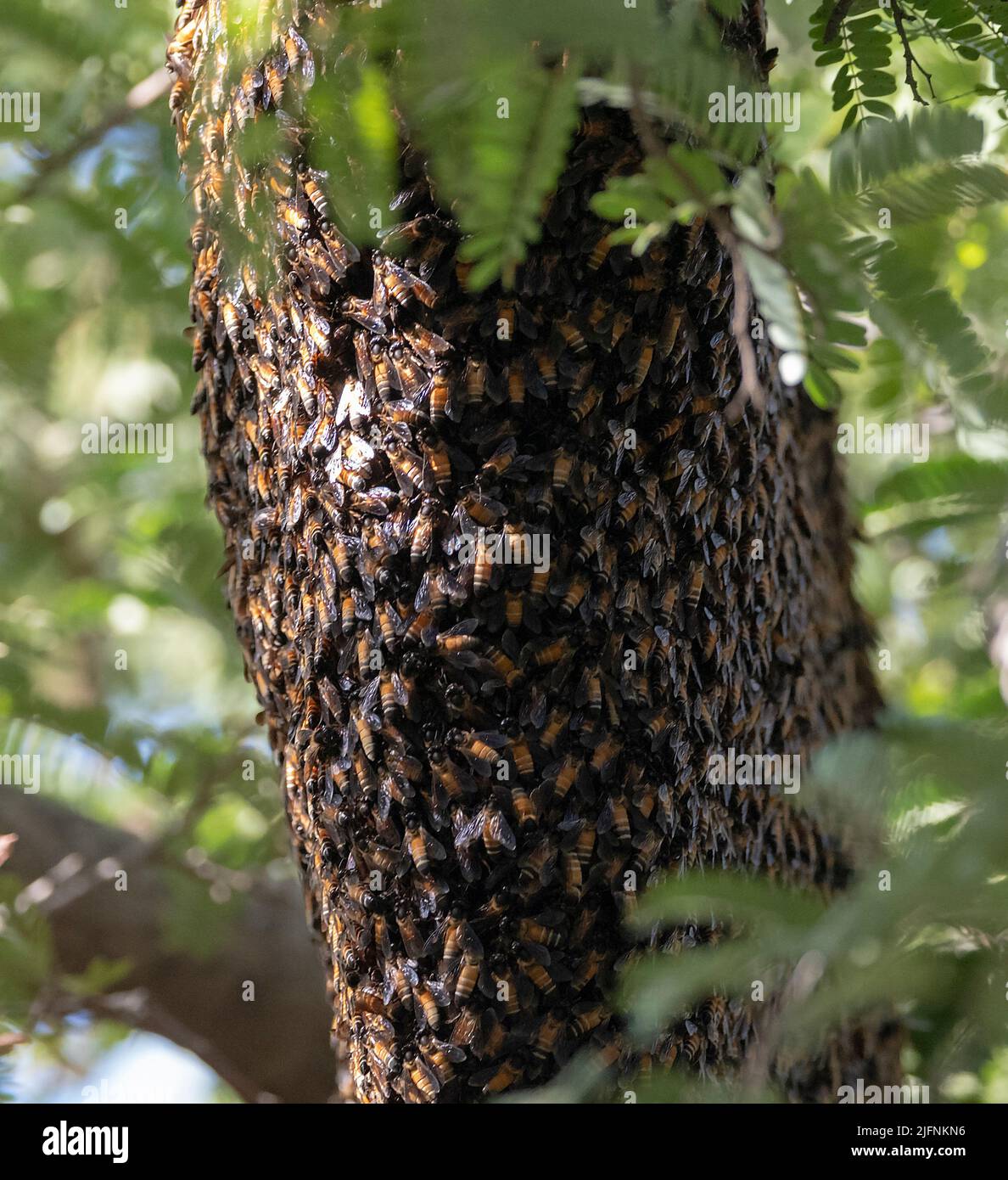 Colonie d'abeilles géantes (APIs dorsata) au rajasthan, en Inde. Banque D'Images
