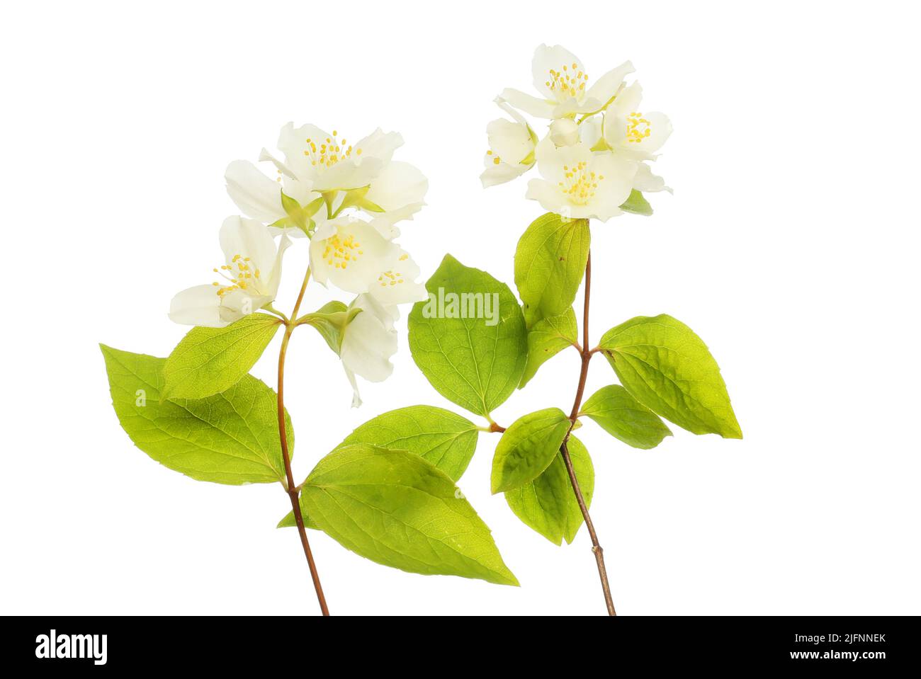 Philadelphus fleurs et feuillage isolés contre white Banque D'Images