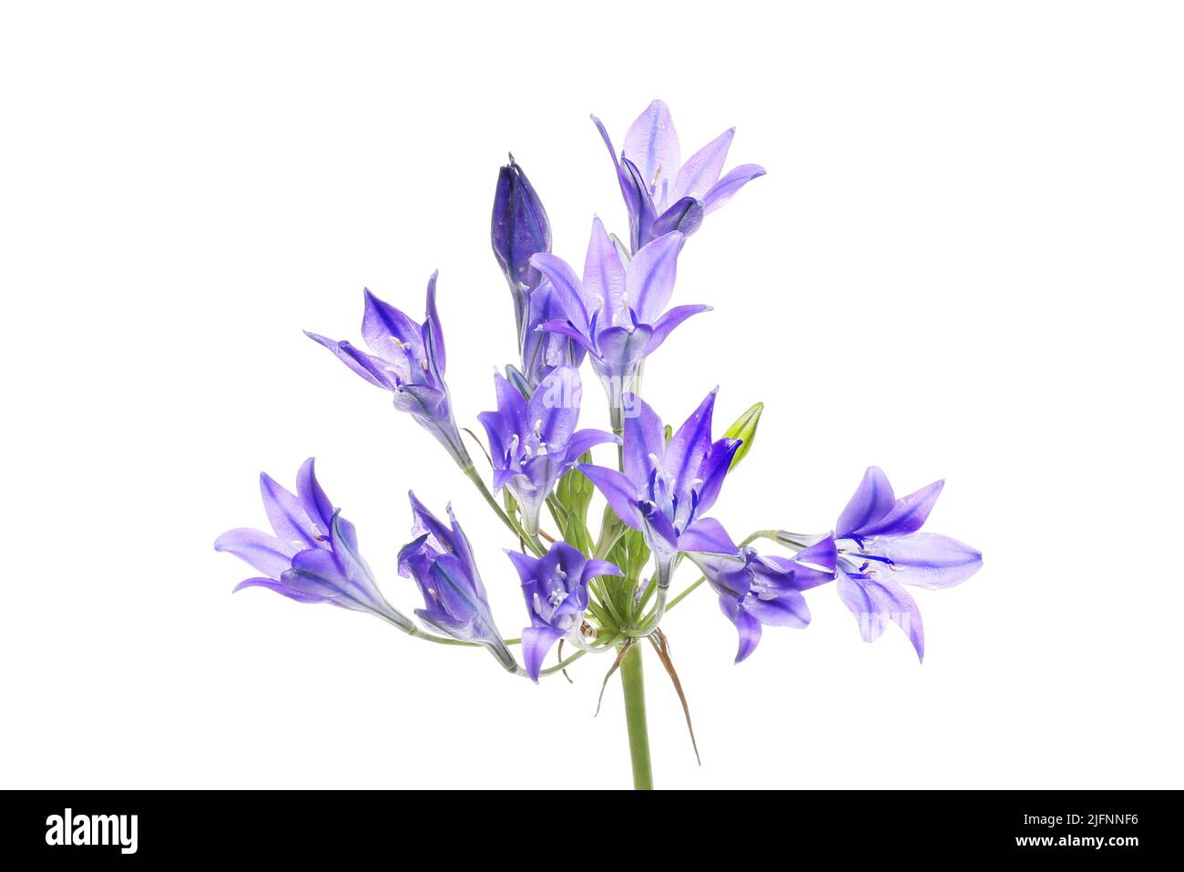 Lilas triplet, Triteleia laxa, fleurs isolées contre le blanc Banque D'Images