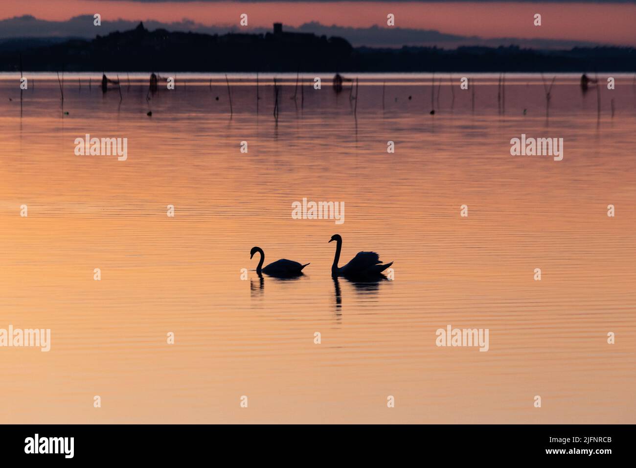 Deux silhouettes de cygnes sur un lac au coucher du soleil Banque D'Images