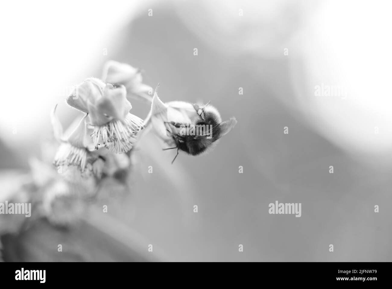 Mûre de framboise sur la brousse et une abeille en noir et blanc comme un gros plan Banque D'Images