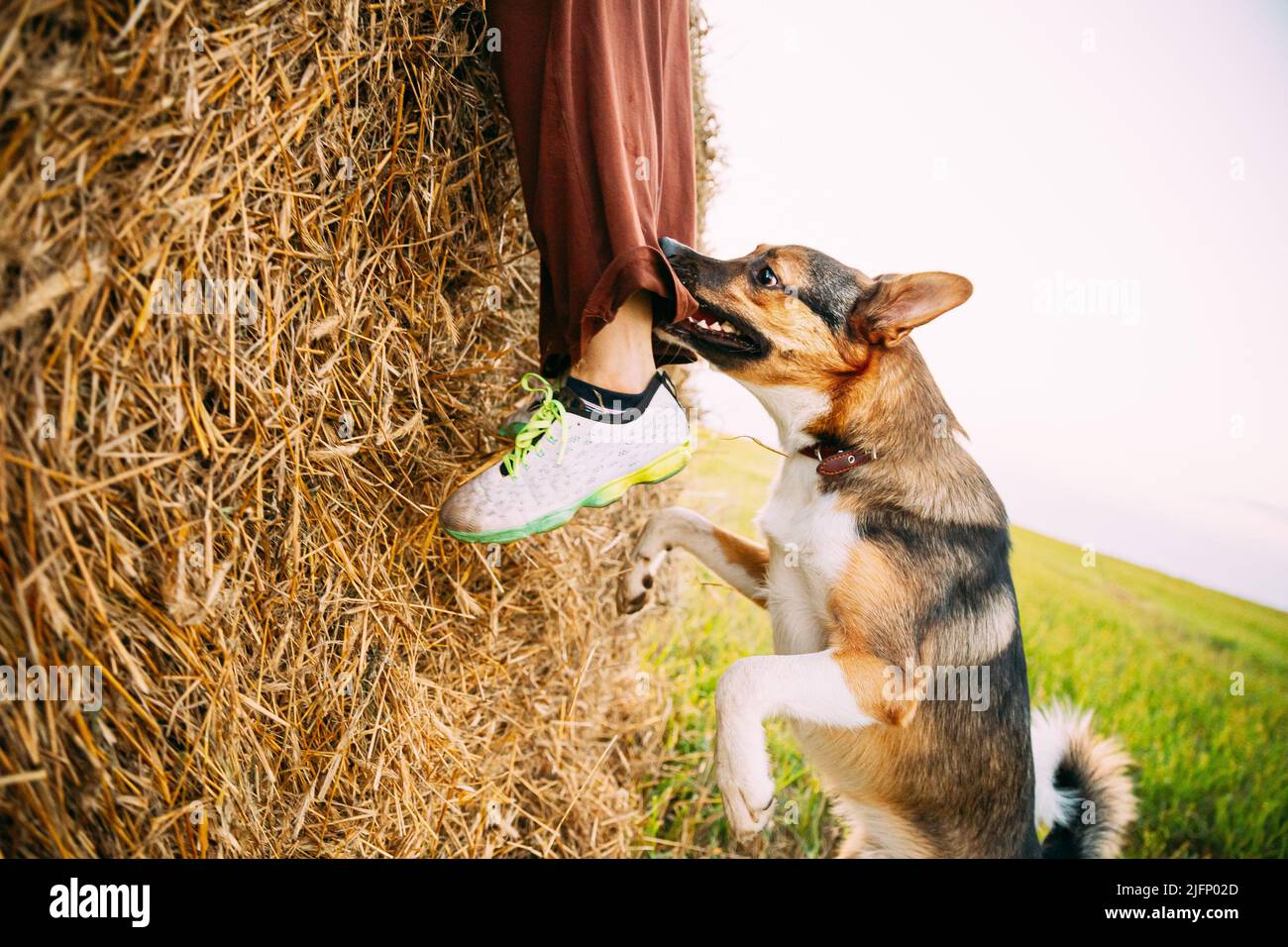 Chien agressif et en colère de race mixte bite UNE jambe d'un homme qui court à travers le champ Banque D'Images