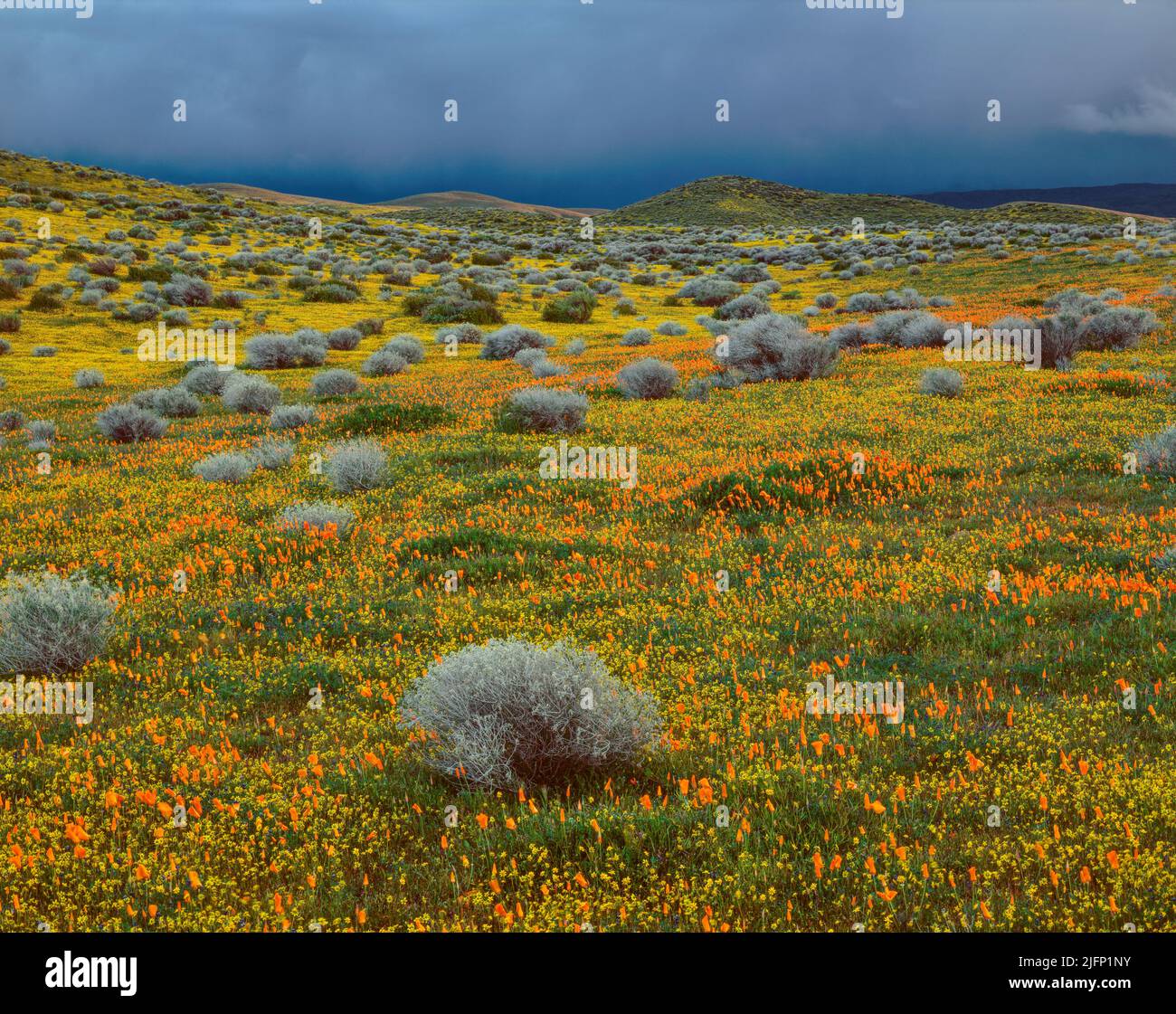 Storm Clouds, Poppies, Goldfields, Antelope Valley California Poppy Reserve, Kern County, Californie Banque D'Images
