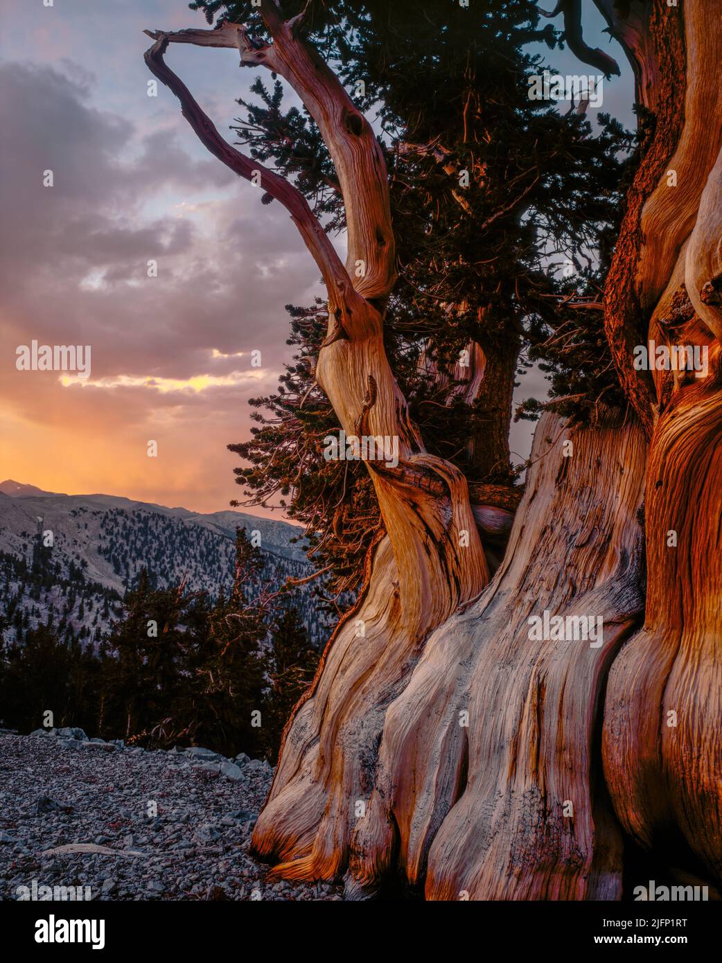 Le coucher du soleil, Bristlecone Pine, Pinus longaeva, Montagnes Blanches, Inyo National Forest, l'Est de la Sierra, en Californie Banque D'Images