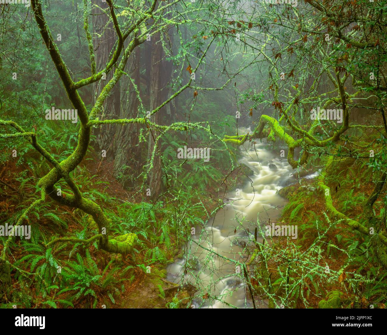 Webb Creek, raides Ravine, parc national de Mount Tamalpais, comté de Marin, Californie Banque D'Images