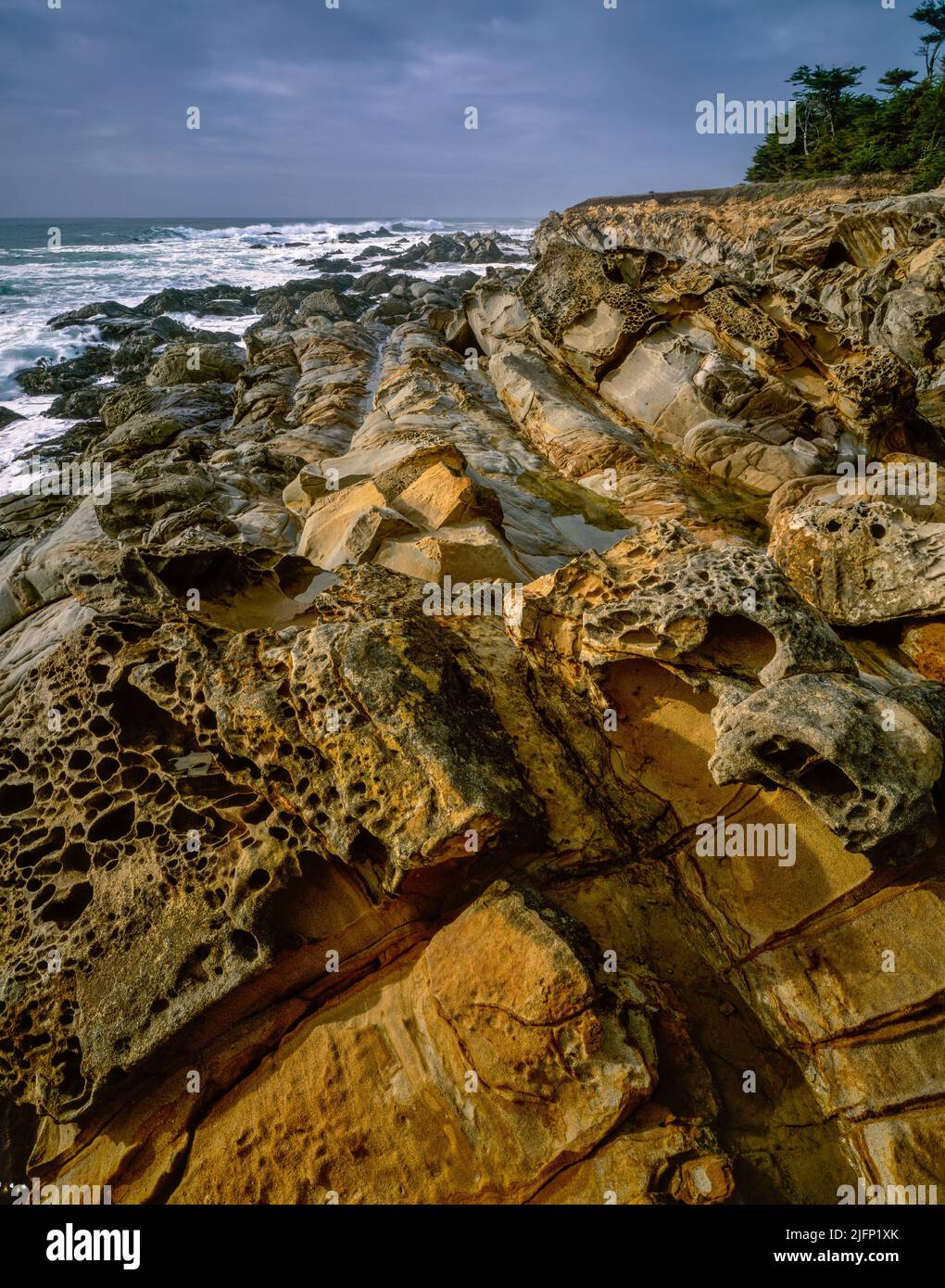 Sandstone, Del Mar Ecological Preserve, Sea Ranch, Sonoma Coast, Sonoma County, Californie Banque D'Images