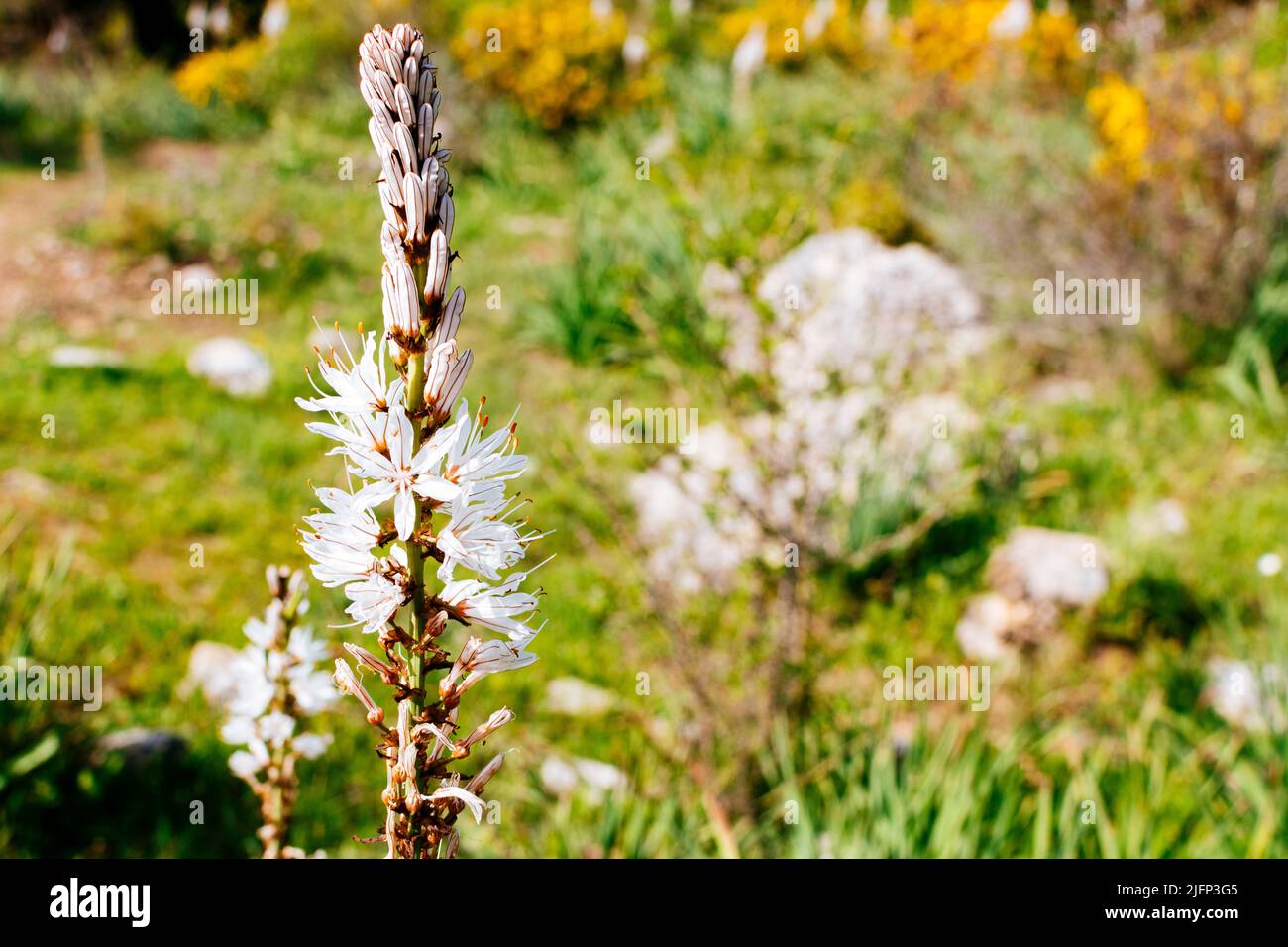 Asphodelus ramosus, l'asphodel ramifié, est une plante herbacée vivace dans l'ordre des asperges. Sierra de las Nieves, Málaga, Andalucía, Espagne, E Banque D'Images