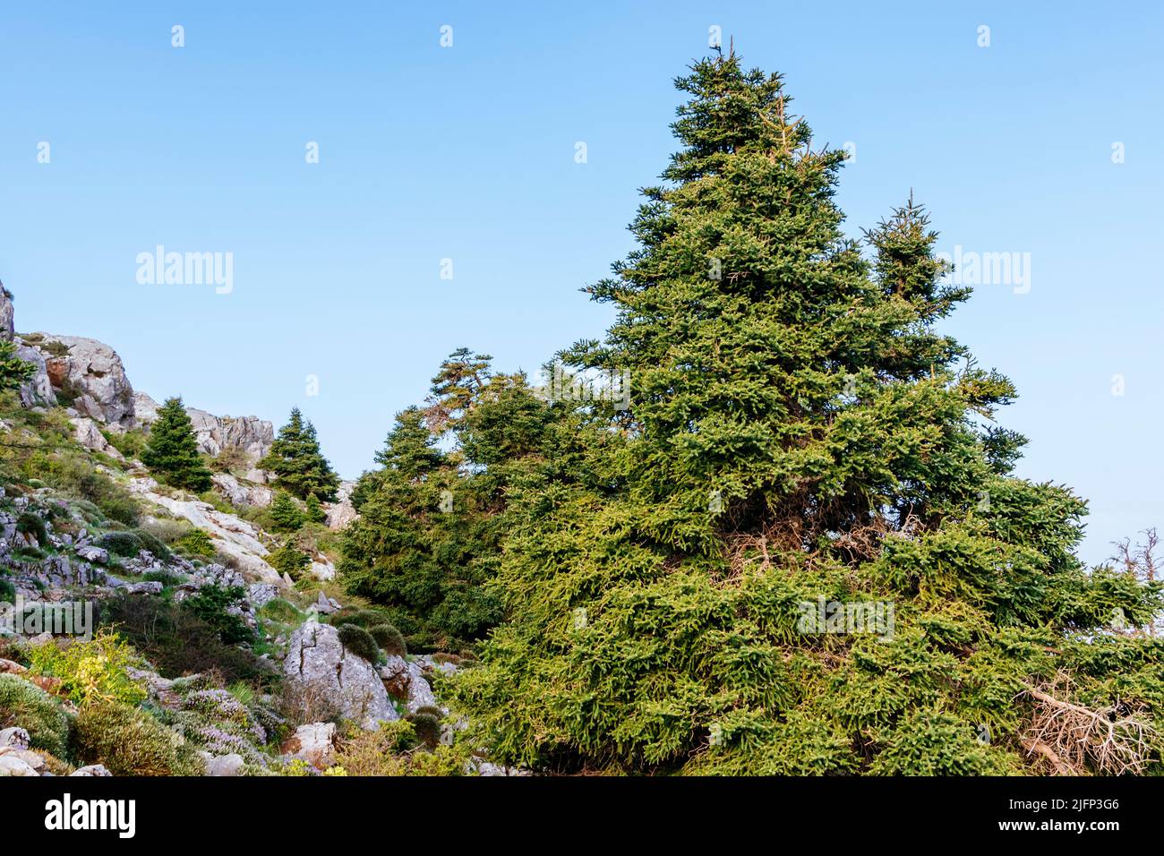 L'Abies pinsapo, le sapin espagnol, est une espèce d'arbre de la famille des Pinaceae, originaire du sud de l'Espagne et du nord du Maroc. Sierra de las Nieves, Mála Banque D'Images