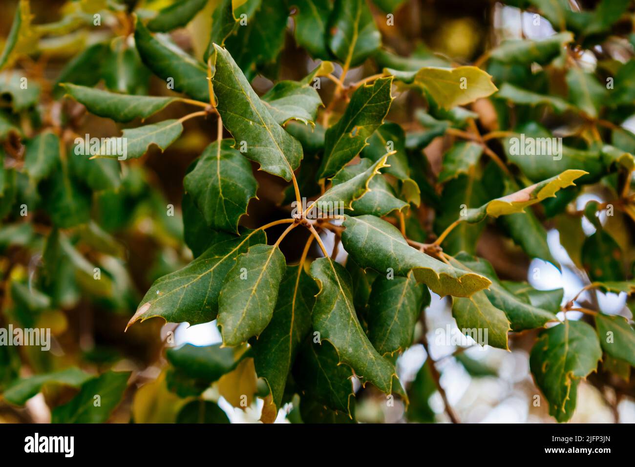 Détailler les feuilles. Le Quercus suber, communément appelé le chêne-liège, est un chêne de taille moyenne, à feuilles persistantes, dans la section Quercus secte cerris. Sierra de las N Banque D'Images