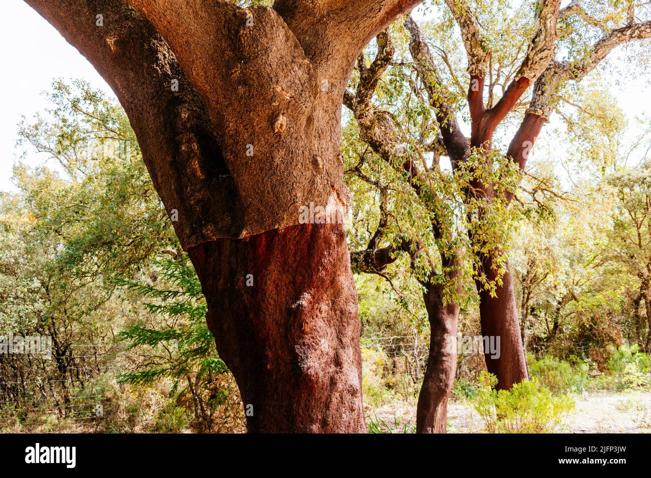 Le Quercus suber, communément appelé le chêne-liège, est un chêne de taille moyenne, à feuilles persistantes, dans la section Quercus secte cerris. Sierra de las Nieves, Málaga, Banque D'Images