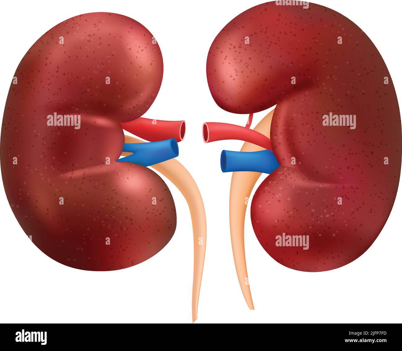 Composition anatomique réaliste des organes internes humains avec image isolée de l'illustration du vecteur de rein Illustration de Vecteur