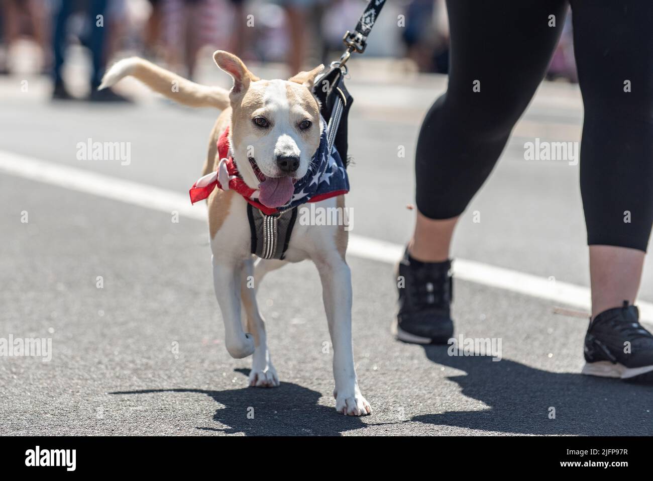 Le défilé de vacances du Forth of July dans la petite ville est l'endroit idéal pour marcher le chien Jack Russel avec des étoiles et des stipes bandana. Banque D'Images