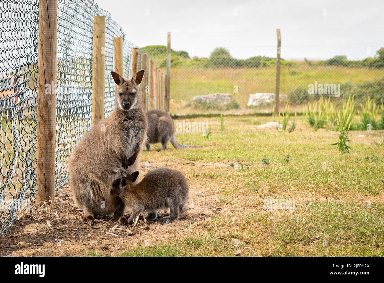 Jeune wallaby avec la tête dans sa pochette mère Banque D'Images