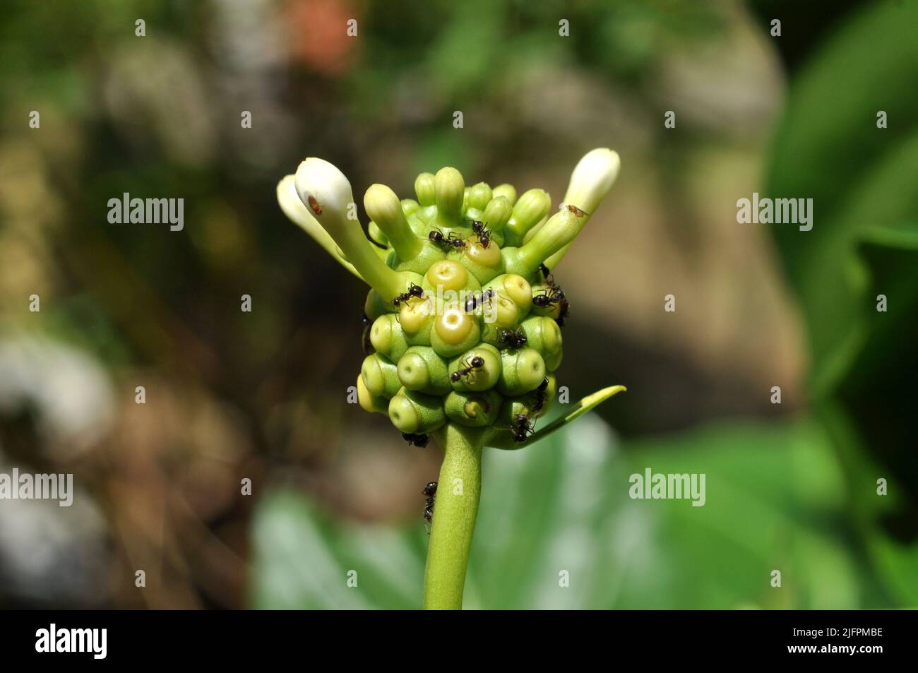 Les fourmis noirs sont sur le dessus de la fleur de l'arbre de noni Banque D'Images