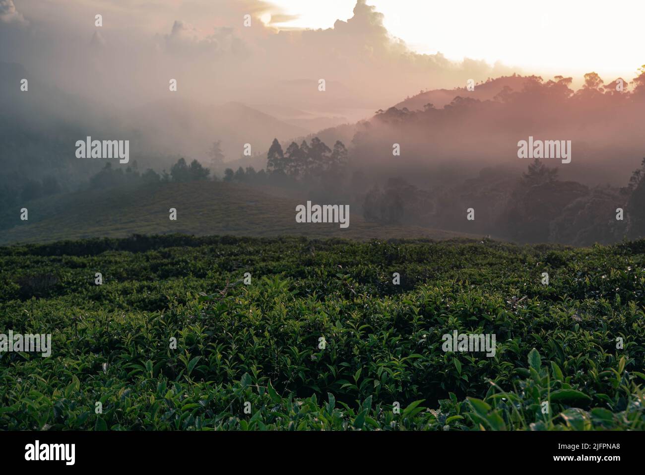 Une vue au lever du soleil depuis les collines d'Ooty et les plantations de thé remplies de brume et de brouillard Banque D'Images