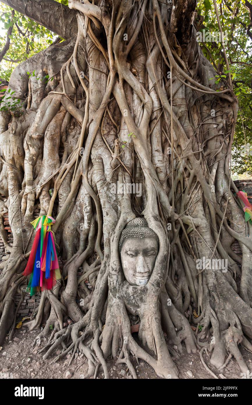 Parc historique d'Autthaya, Wat Mahathe, chef de Bouddha niché dans la racine d'arbre de Banyan, Ayutthaya, Thaïlande, Asie du Sud-est, Asie Banque D'Images