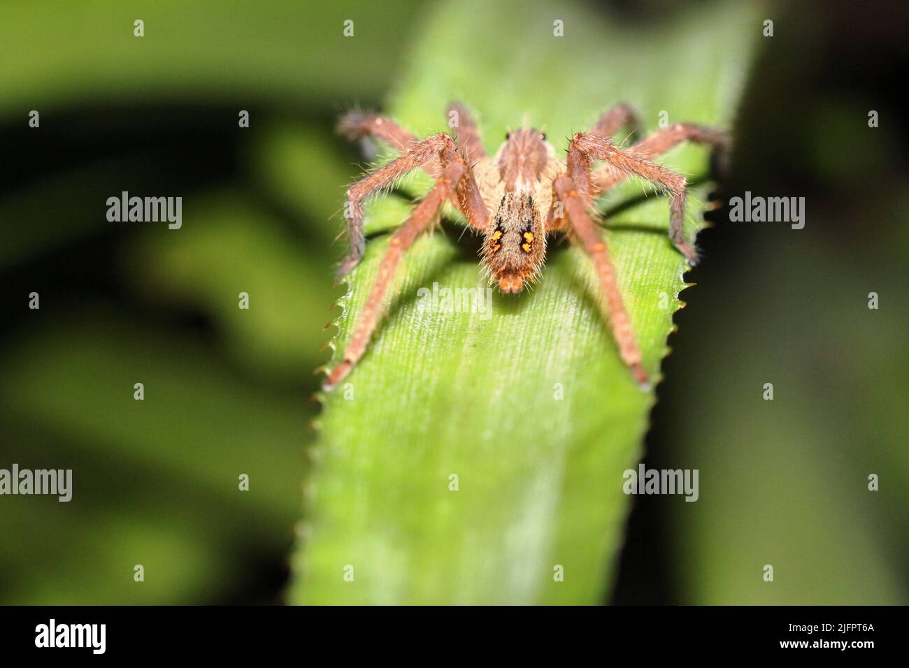 Prise derrière une araignée de loup (famille des Lycosidae) reposant sur une feuille dentelée vert vif Banque D'Images