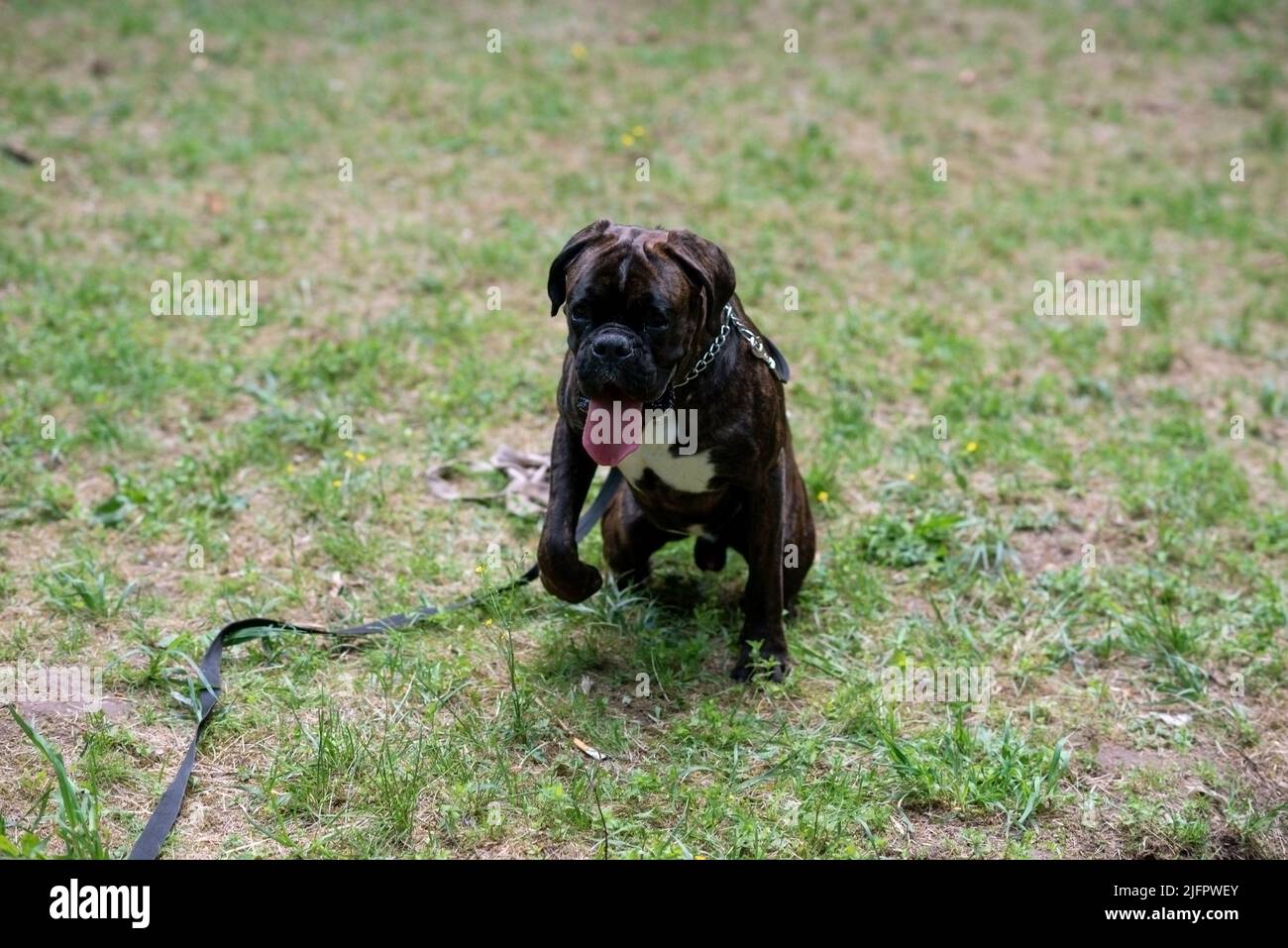Boxeur de couleur foncée, queue non ancrée, sur une laisse dans le parc. Photo de haute qualité Banque D'Images