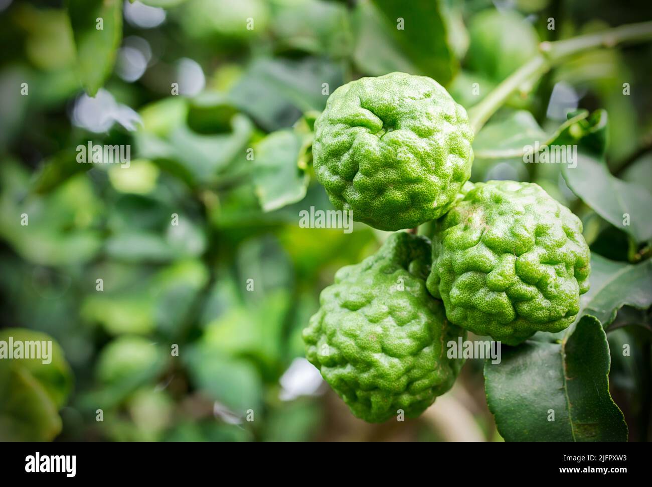 Faites monter la bergamote sur l'arbre dans le jardin Banque D'Images