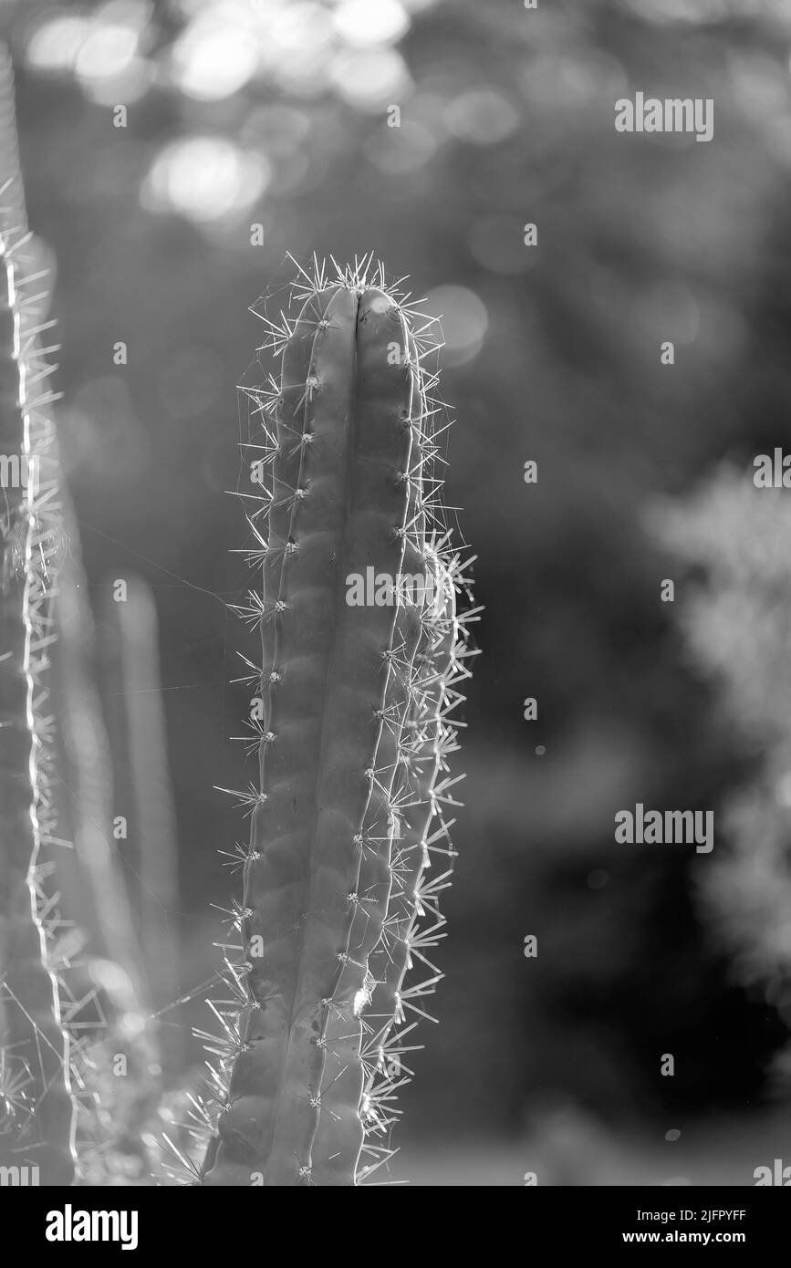 La lueur douce du soleil couchant sur Willows Cactus, autrement connu sous le nom de Reine de la nuit Cactus. Banque D'Images