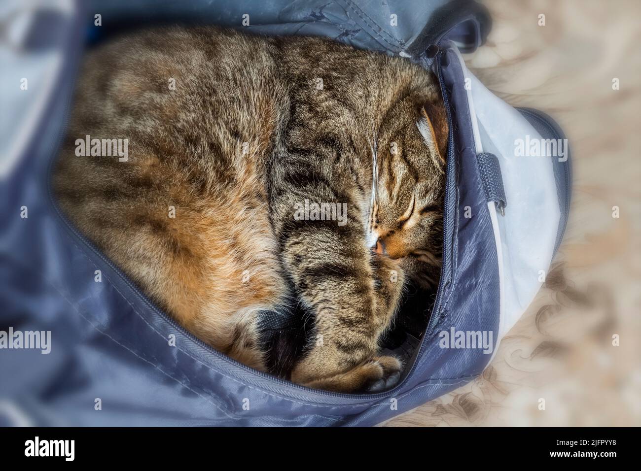 Le chat a grimpé dans un sac de sport et y dort. Banque D'Images