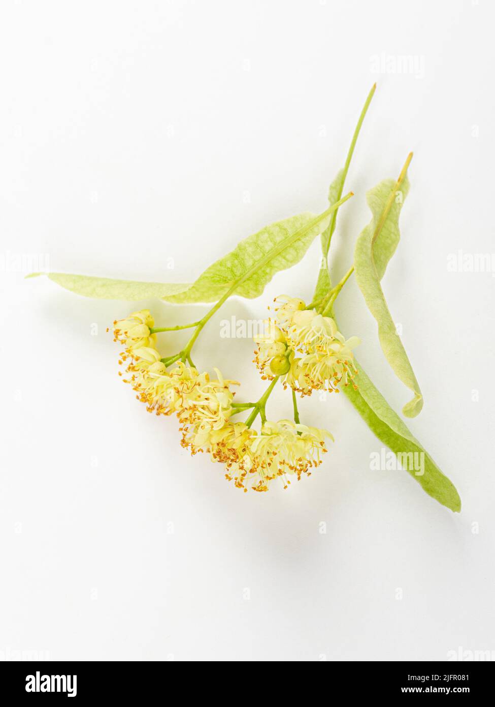 Fleurs et feuilles fraîches de linden isolées sur fond blanc Banque D'Images