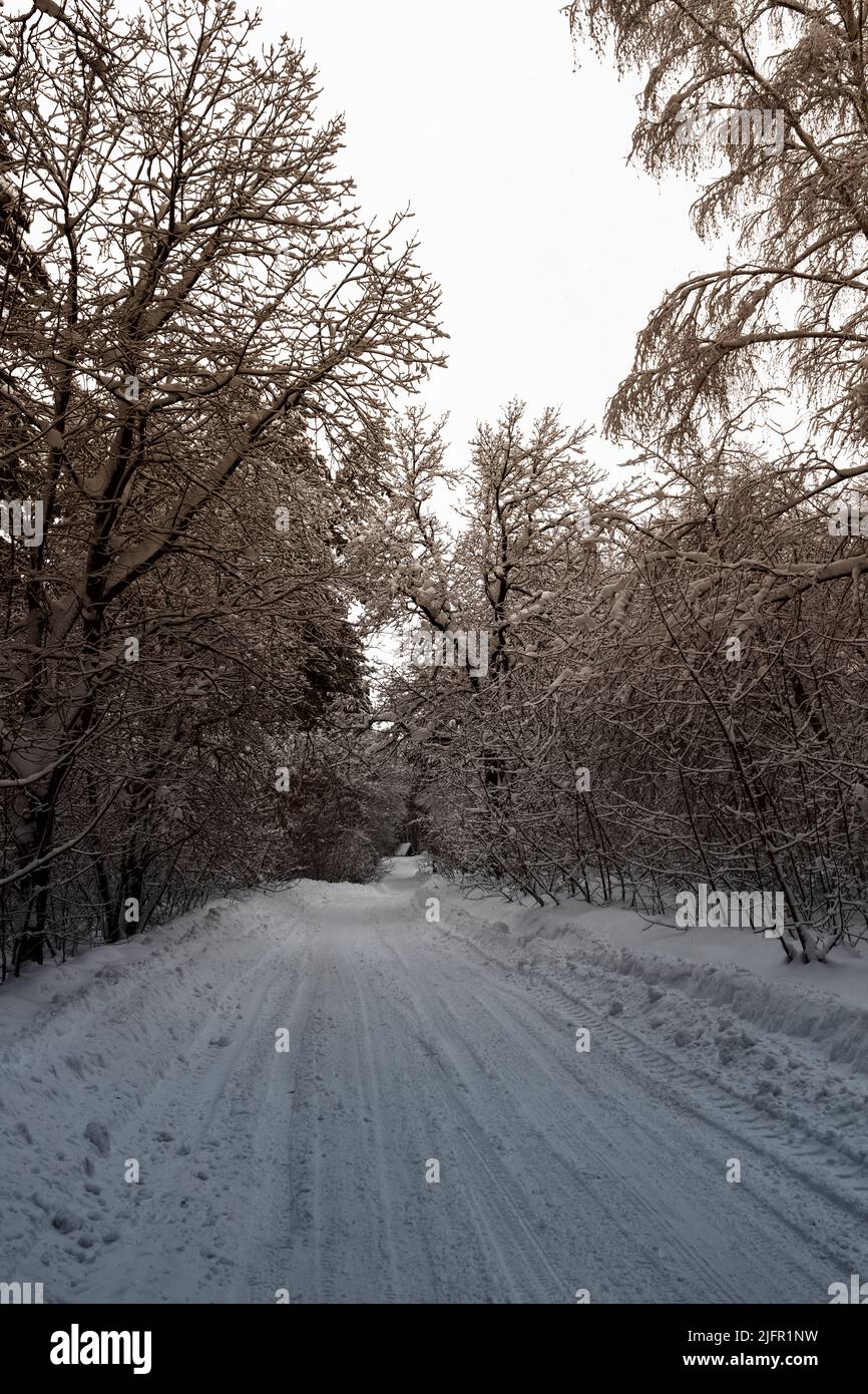 Route étroite à travers la forêt enneigée d'hiver lors d'une journée tranquille. Banque D'Images