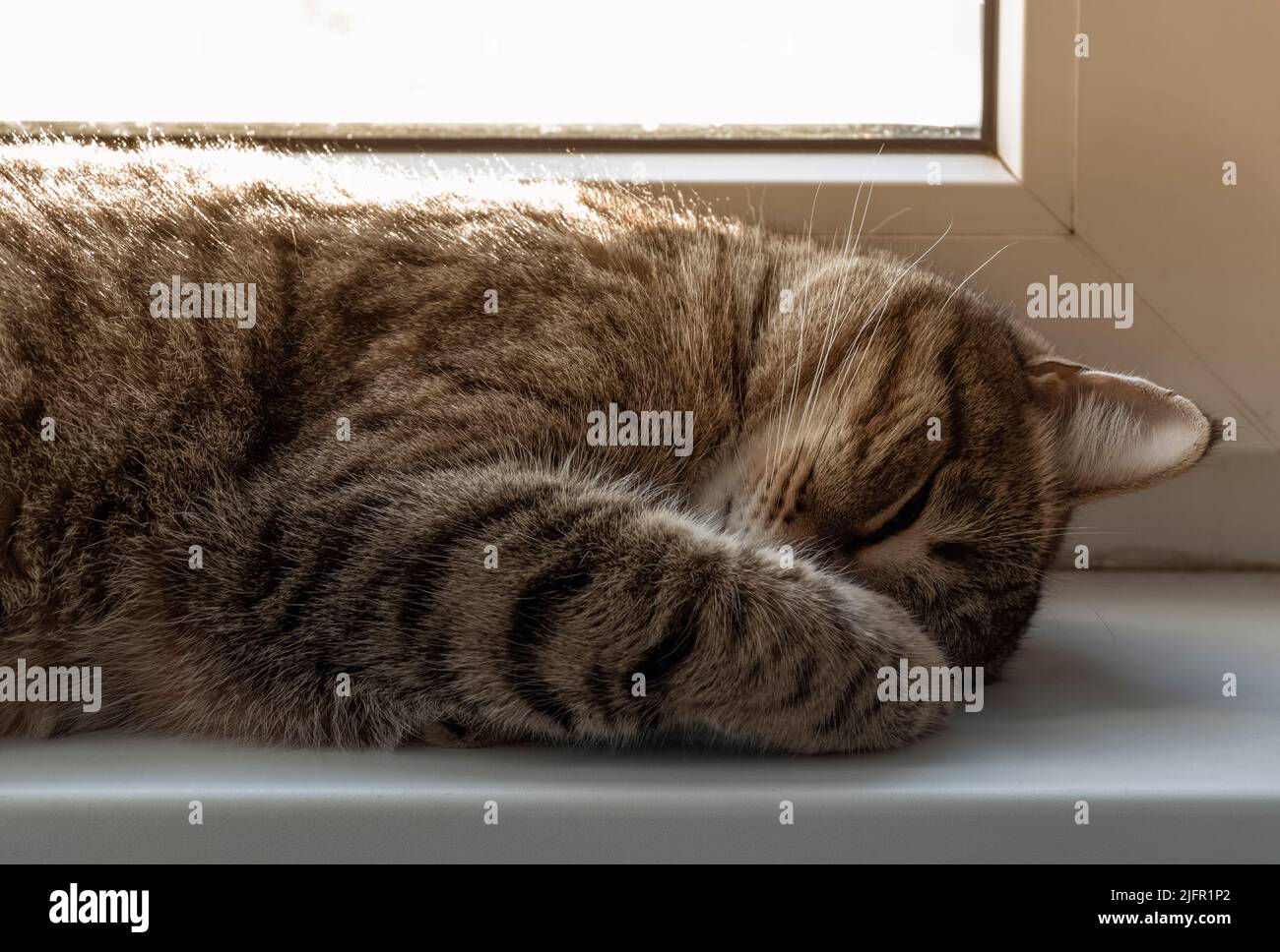 Le museau d'un chat tabby endormi en gros plan. Banque D'Images