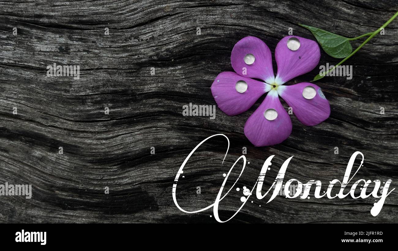 Une fleur pourpre recouverte de gouttes de rosée sur un fond en bois avec inscription « Monday » et espace publicitaire Banque D'Images