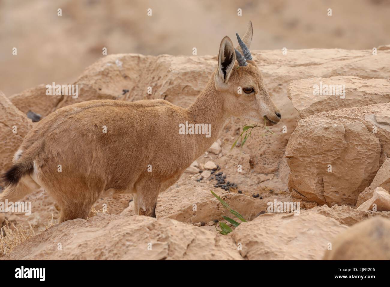 Les ibexes sont debout sur une falaise dans un paysage désertique. Banque D'Images