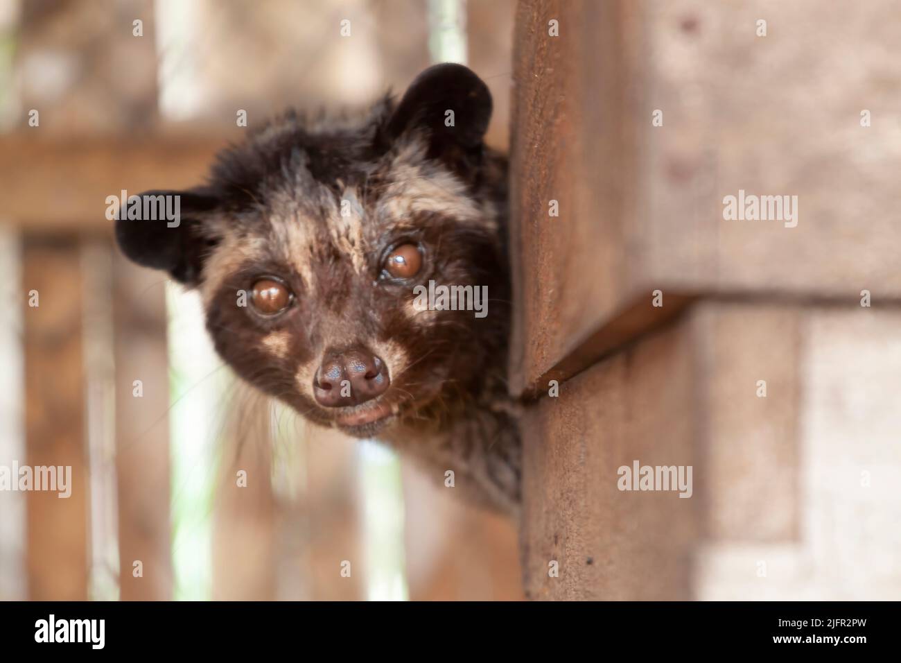 Luwak (civettes) en enceinte, Java, Indonésie Banque D'Images