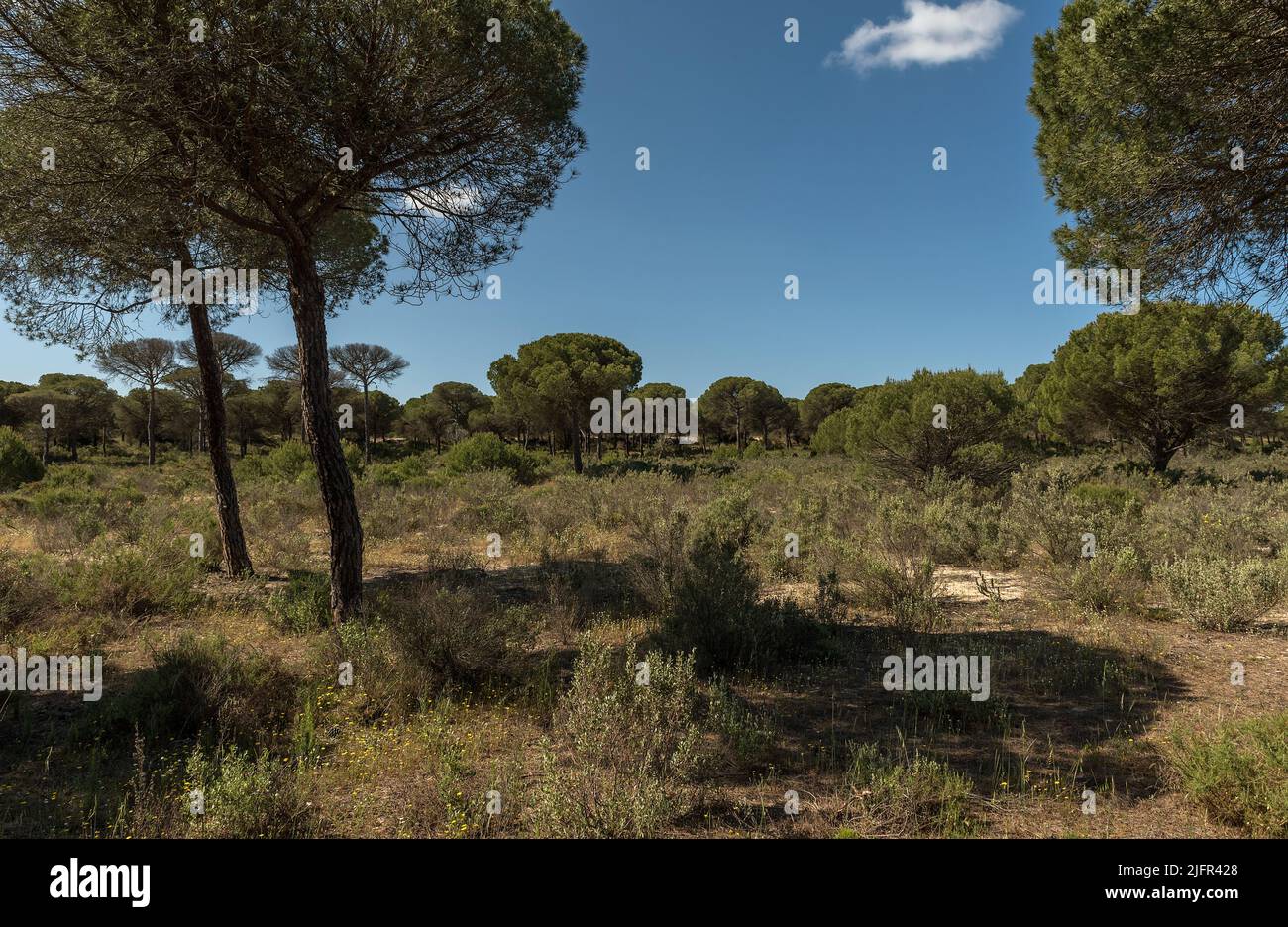 Paysage du Parc National de Donana en Andalousie, Espagne Banque D'Images