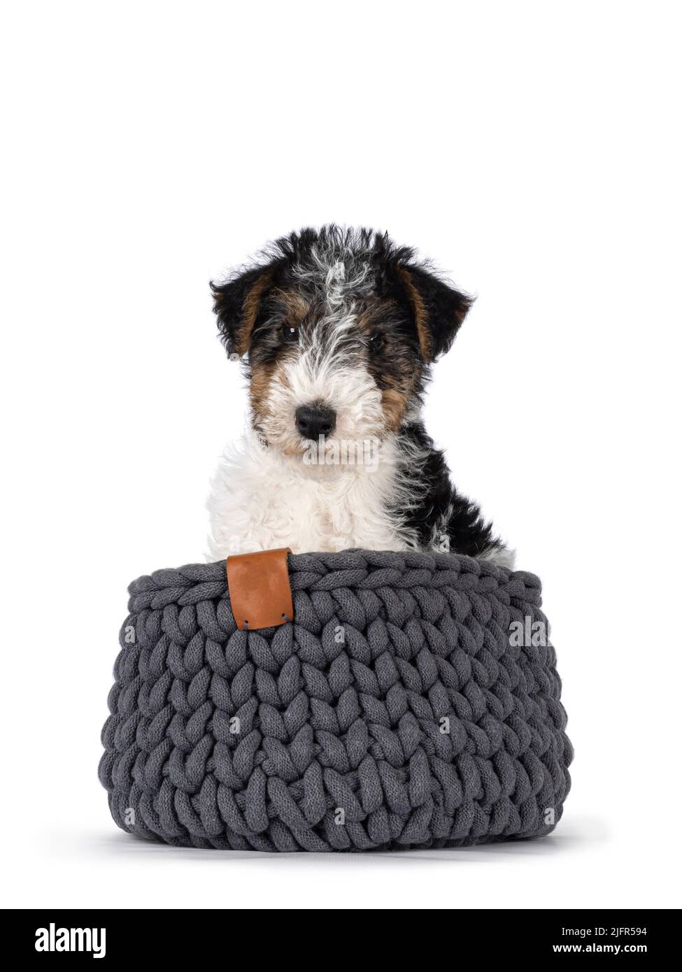 Chiot de chien Sweet Fox Terrier, assis dans un panier tricoté gris. En regardant directement vers l'appareil photo. Isolé sur un fond blanc. Banque D'Images