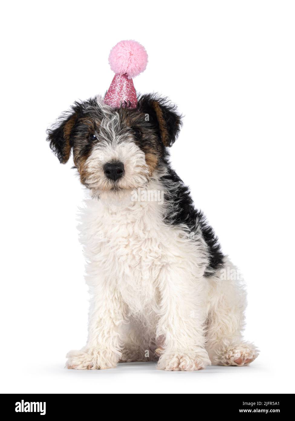 Chien doux Fox Terrier, assis et portant un chapeau d'anniversaire rose scintillant. En regardant directement vers l'appareil photo. Isolé sur un fond blanc. Banque D'Images