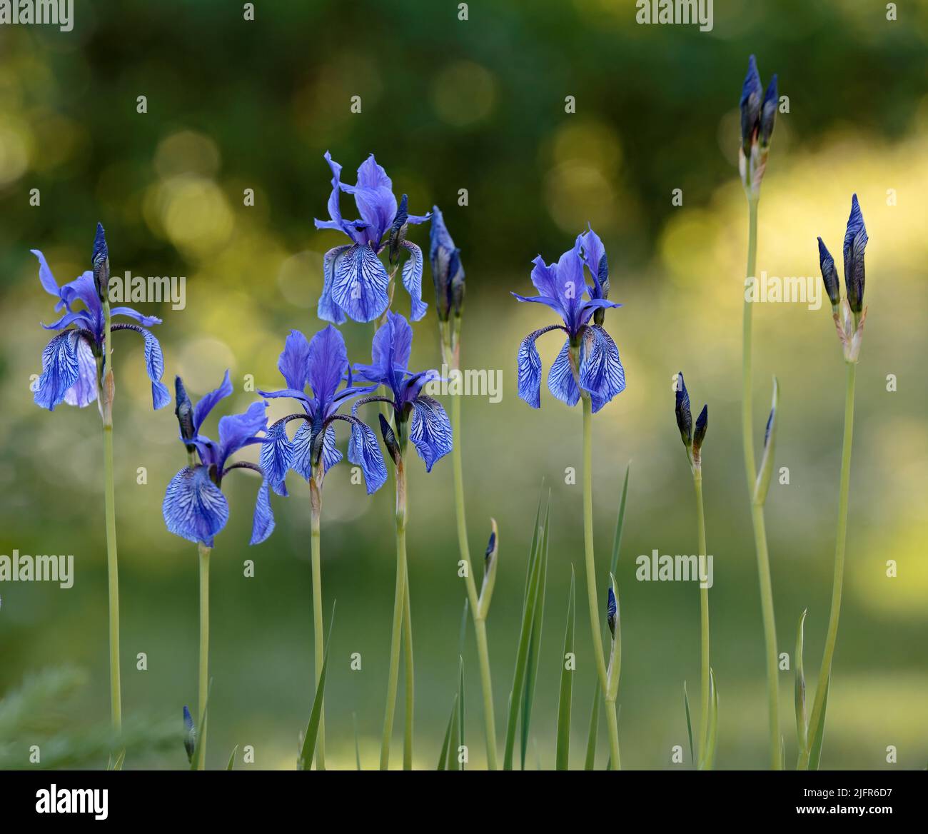 Iris sibérien fleurit avec de belles fleurs bleues dans la lumière du soir Banque D'Images