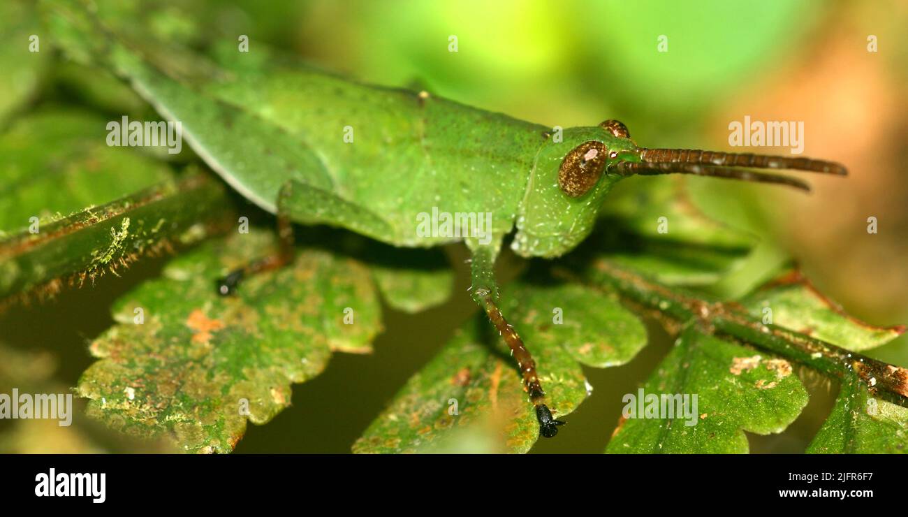 Sauterelle, forêt tropicale, bassin de la rivière Napo, Amazonie, Equateur, Amérique du Sud, Amérique Banque D'Images