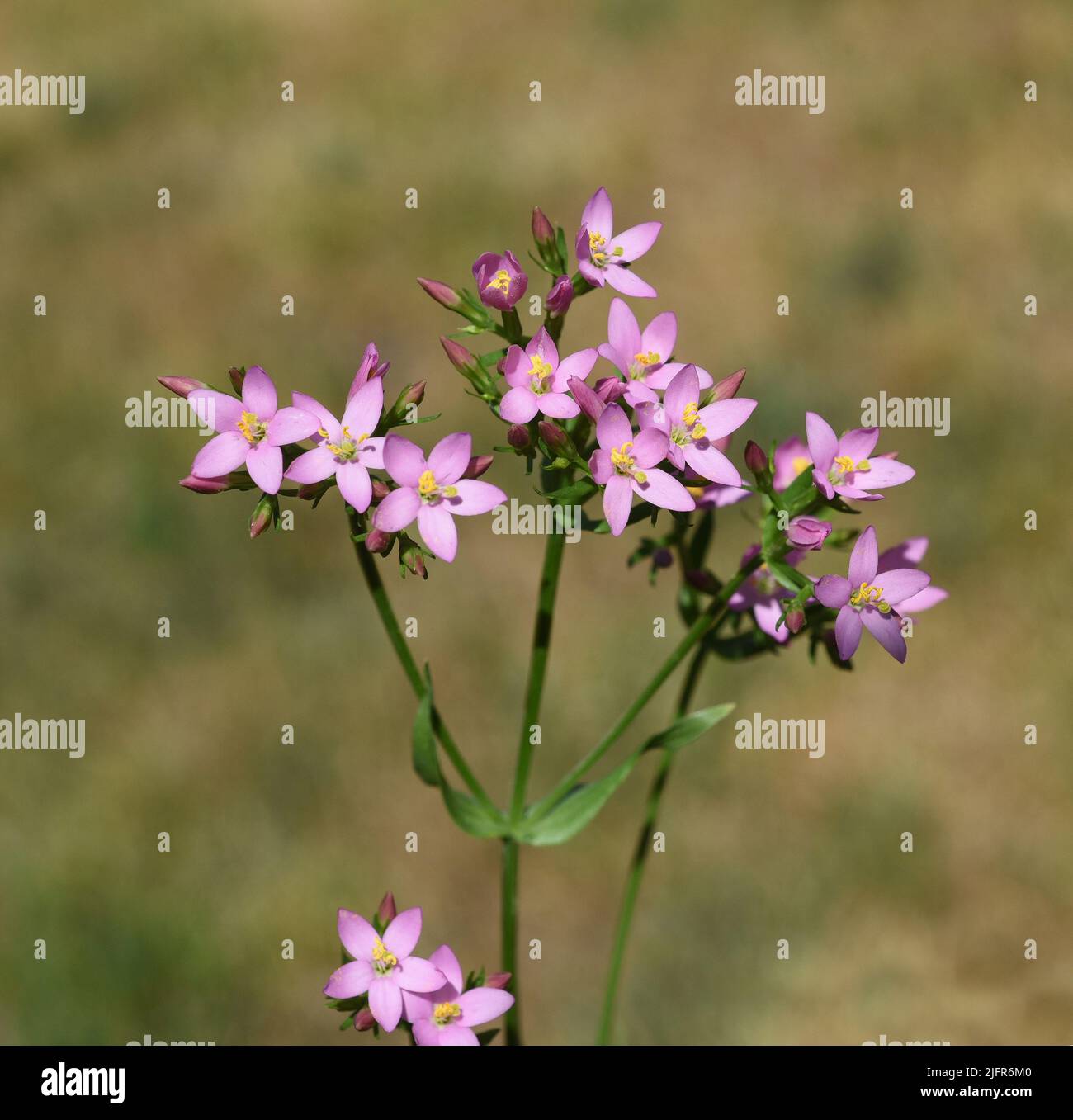 Tausendgueldenkraut, Centaurium erythraea ist eine wichtige Heilpflanze mit lila Blueten und wird in der Medizin verwendet. Centaurium erythraea est un Banque D'Images