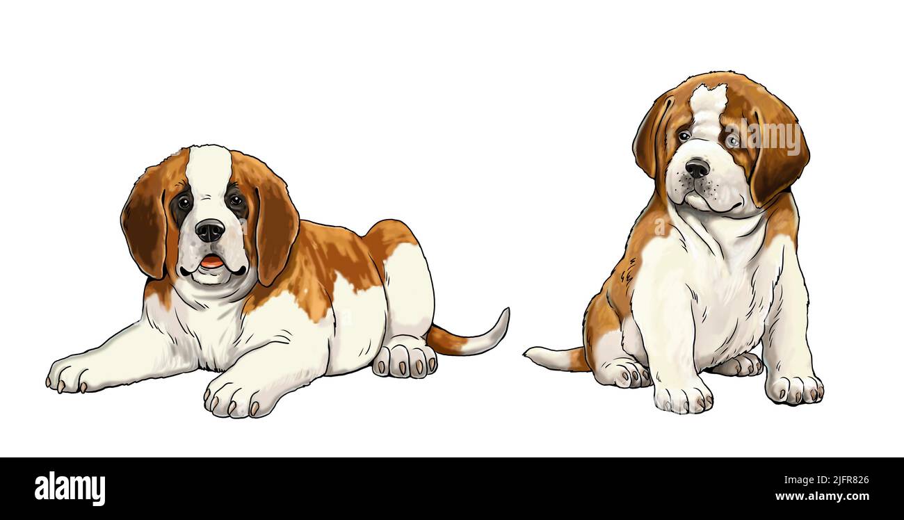 Les chiots de Saint Bernard sont mignons. Illustration d'un chiot isolé. Banque D'Images