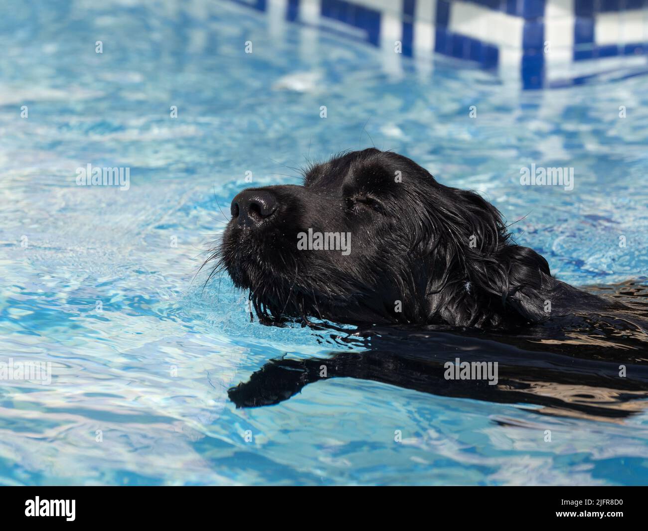 Chiot d'épagneul anglais Cocker âgé de 11 mois dans la piscine Banque D'Images