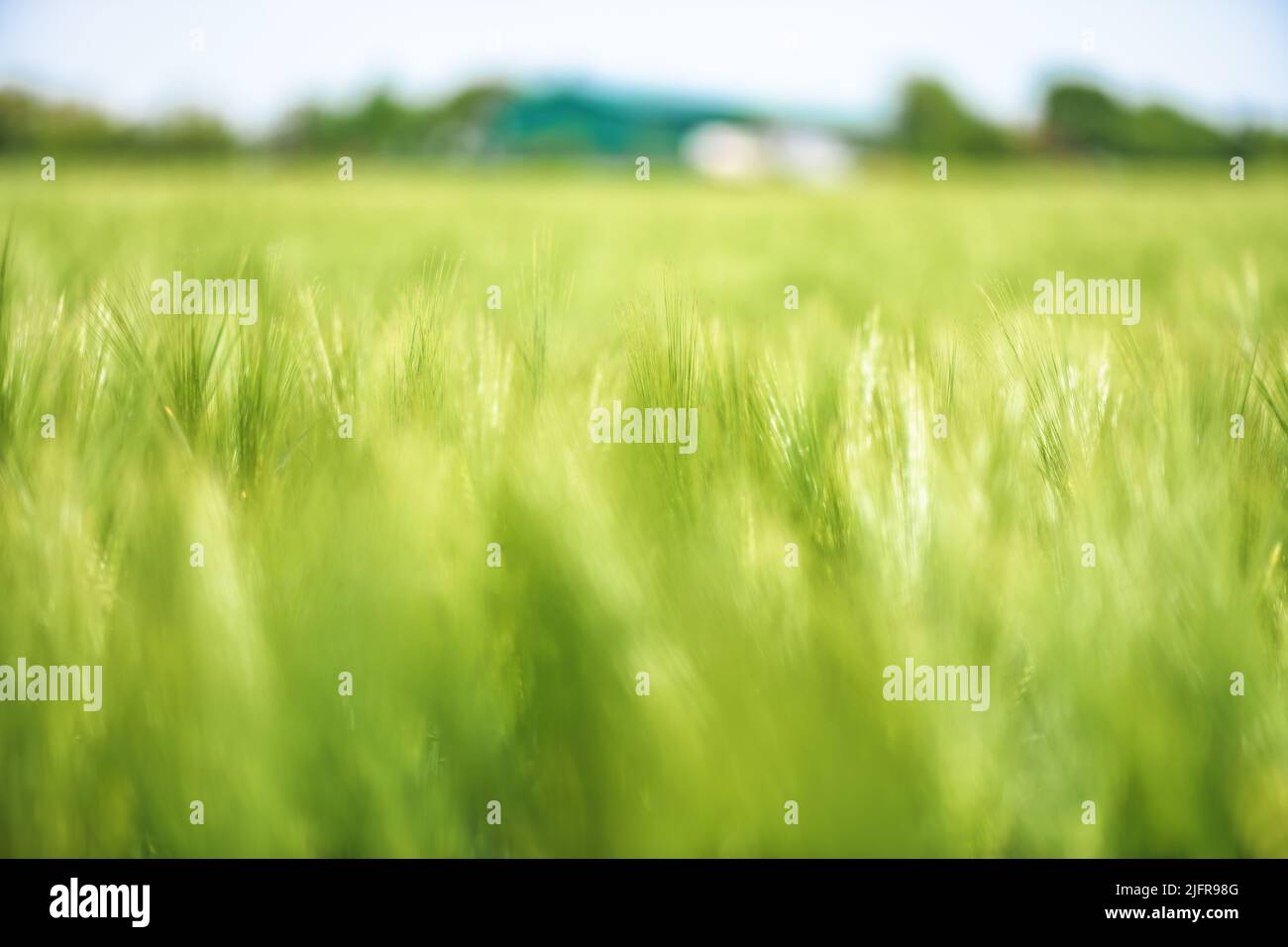Plantation d'orge verte non mûre le jour ensoleillé du printemps, foyer sélectif Banque D'Images