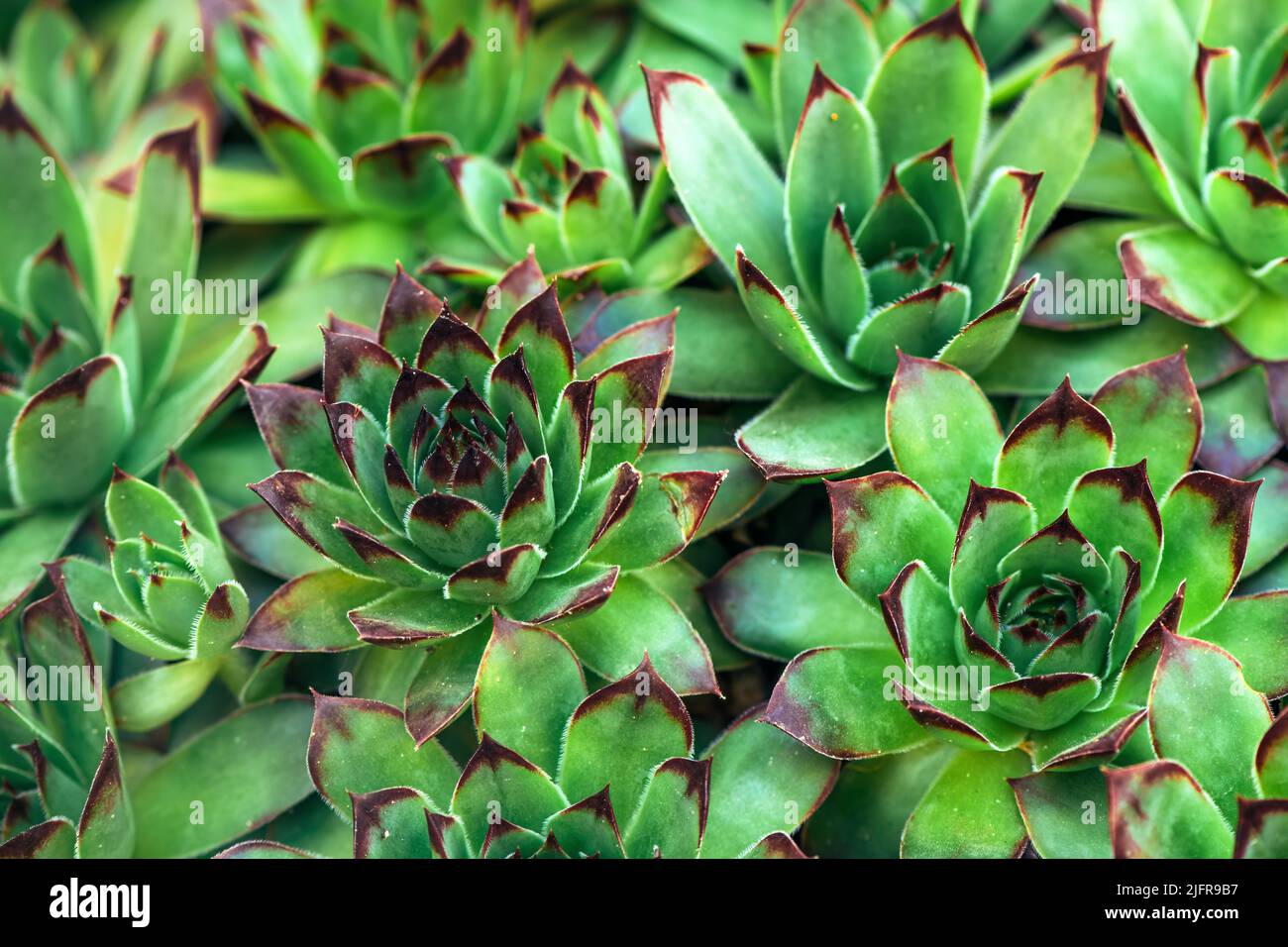 Houseleek ou Sempervivum tectorum, plante vivace succulente, qui forme une rosette Banque D'Images