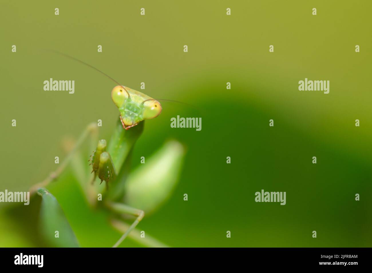 Photo macro détaillée d'une mante verte de prière sur une feuille. Banque D'Images