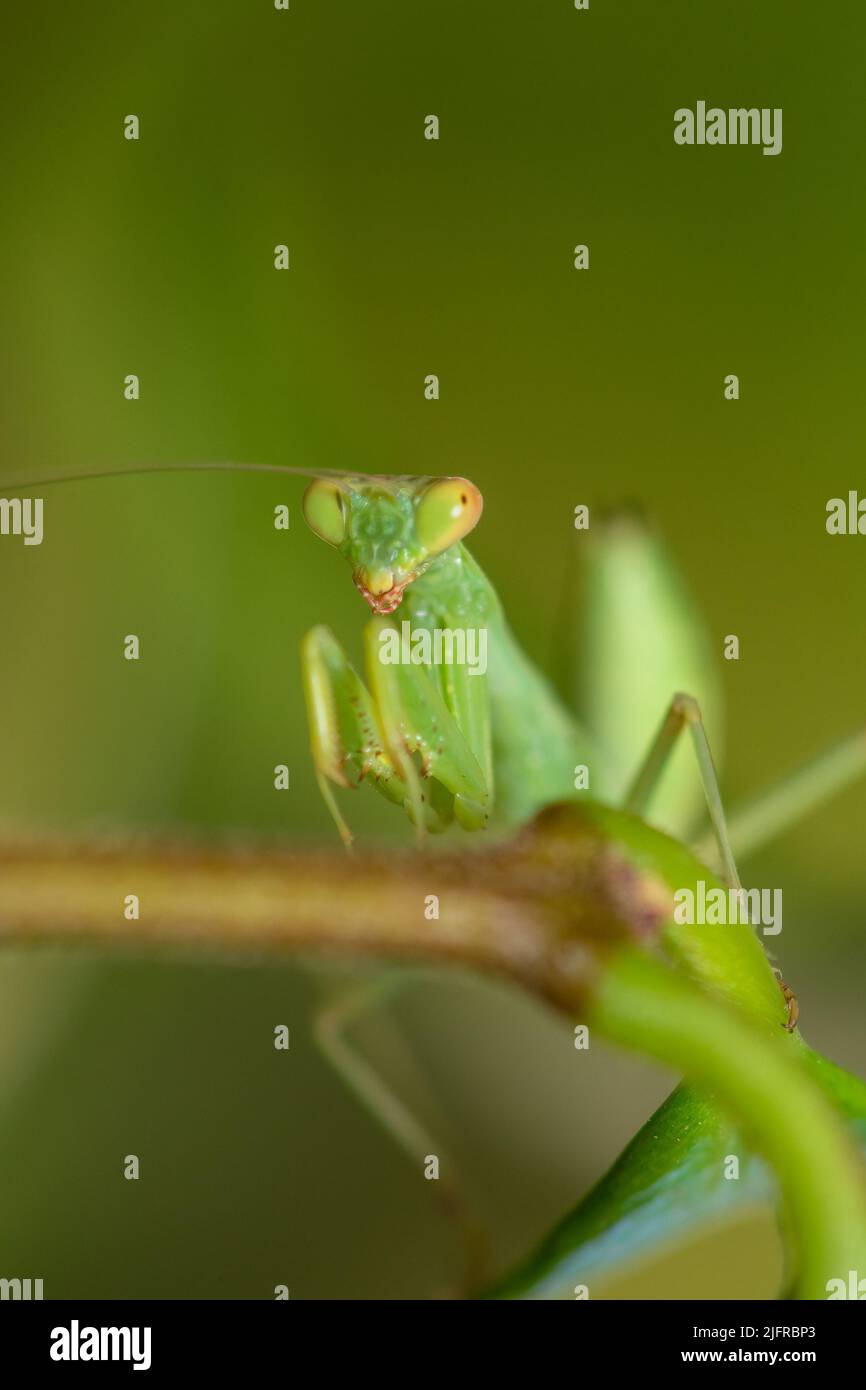 Vue rapprochée de Mantis sur une feuille. Photographie macro-insecte. Banque D'Images