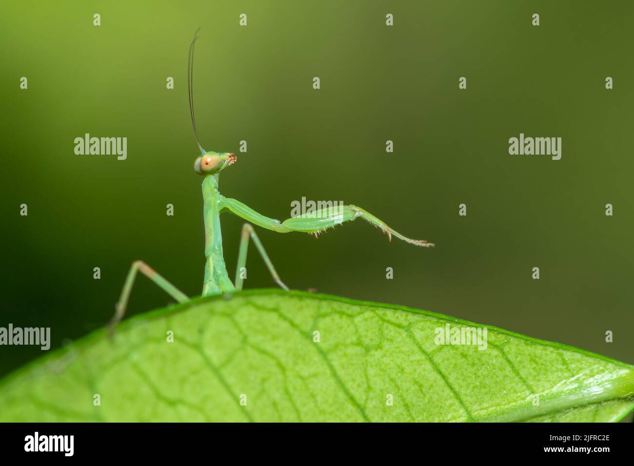 Mantis insecte vue de près pose drôle. Photo macro. Banque D'Images